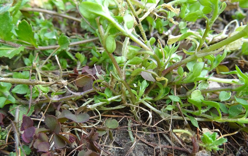 Stellaria media - Caryophyllaceae